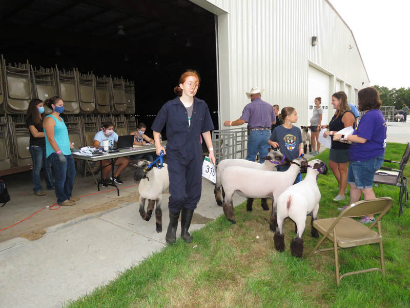 Sheep, weigh in, check in